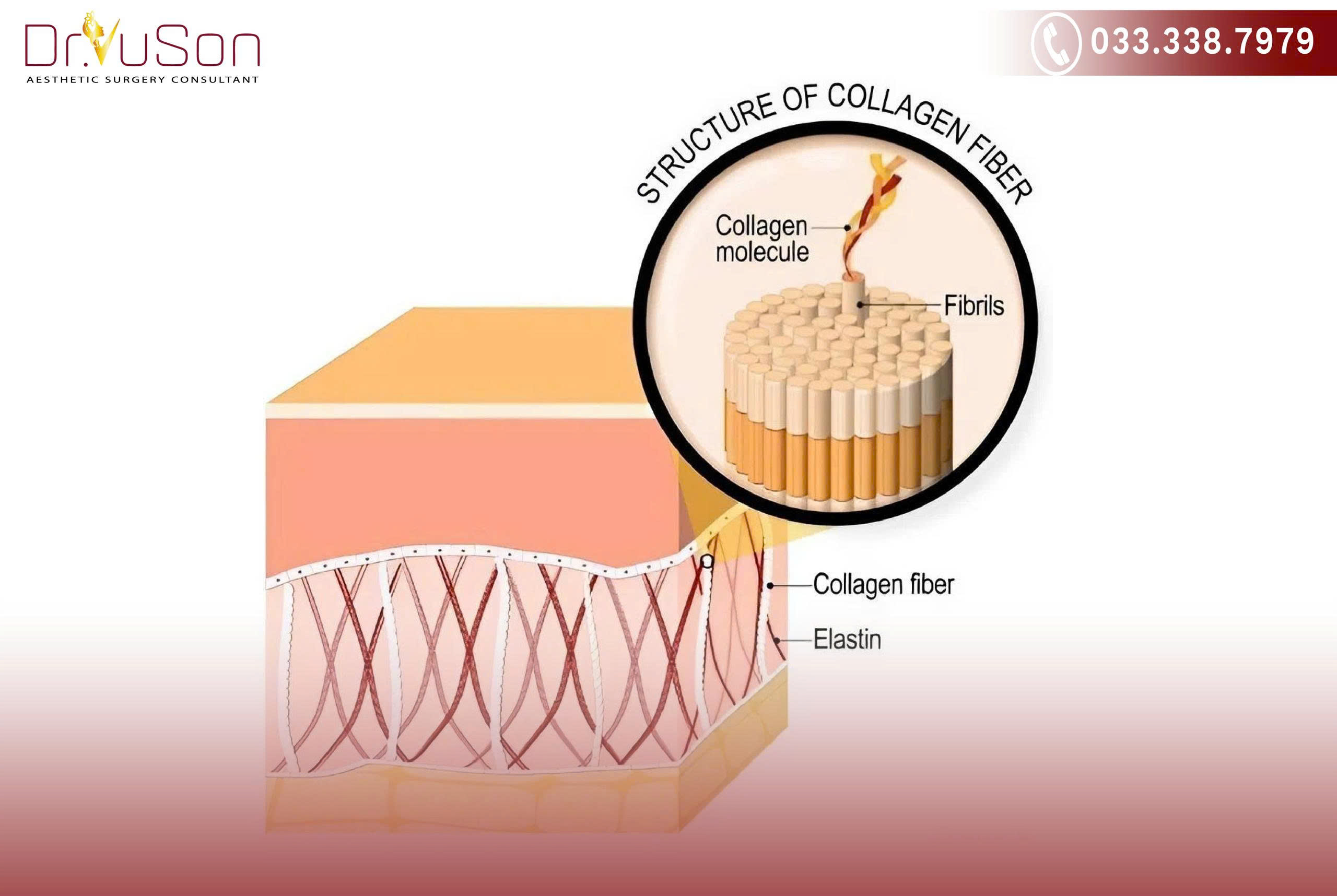 Collagen đóng nhiều vai trò thiết yếu như cung cấp cấu trúc da và hỗ trợ quá trình đông máu