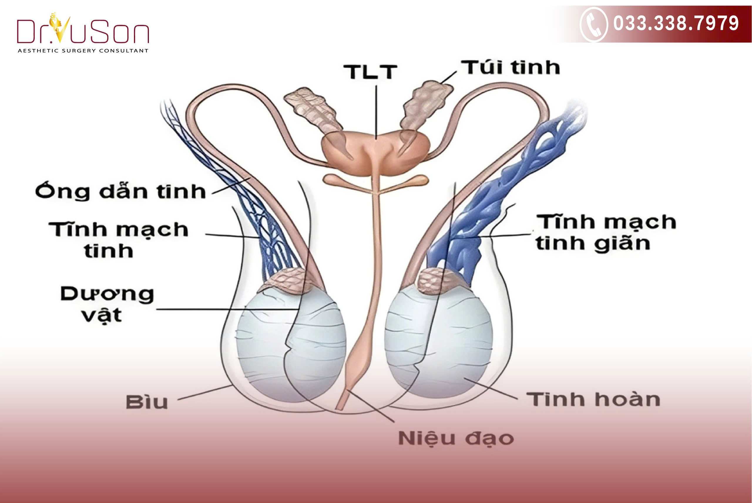Sự trào ngược máu tĩnh mạch do chức năng của hệ thống van bị suy giảm